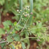 Dichrocephala integrifolia (L.f.) Kuntze